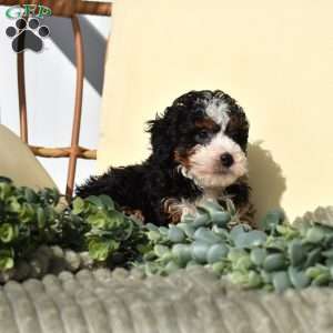 Riley, Mini Bernedoodle Puppy